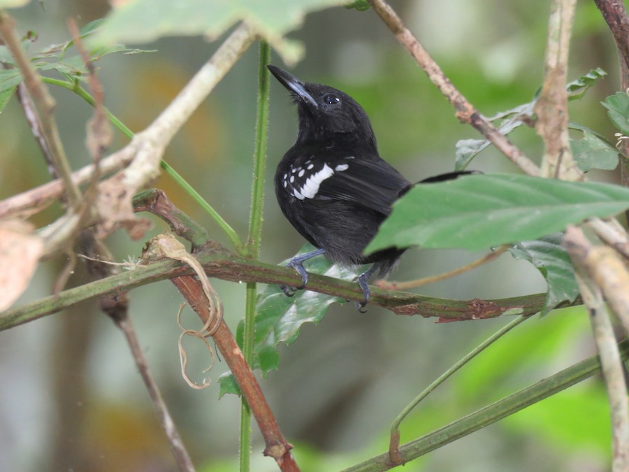 Dot-winged Antwren (Boucard's) - eBird