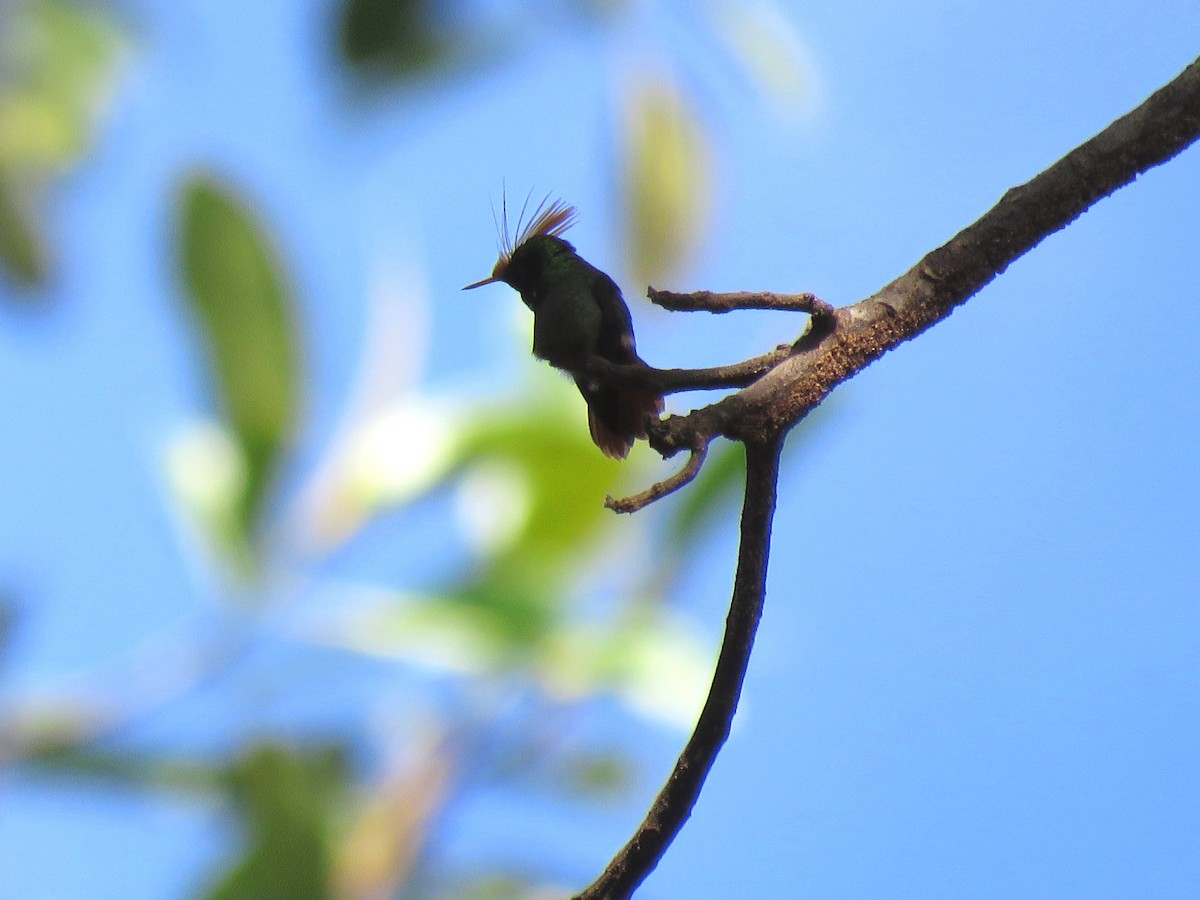 Rufous-crested Coquette - ML204123201