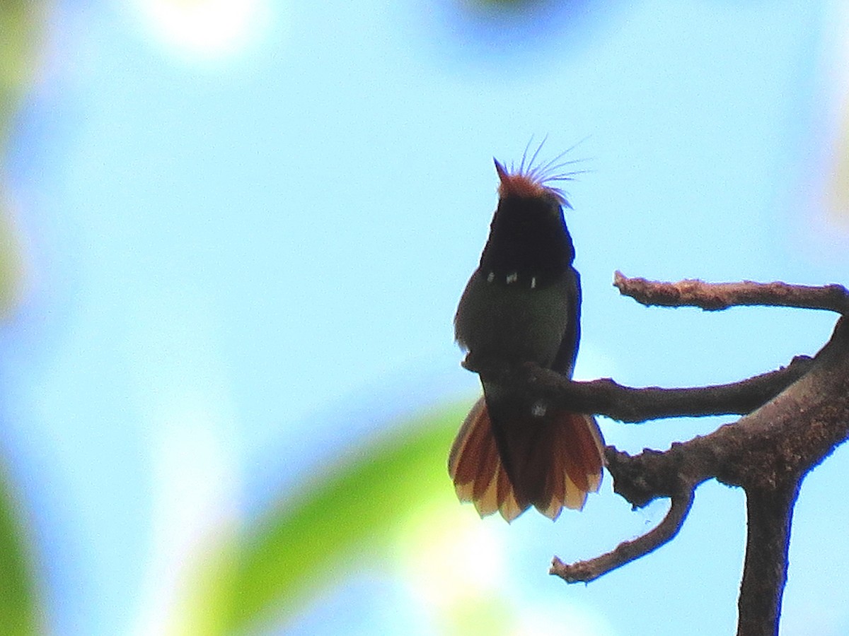 Rufous-crested Coquette - ML204123211