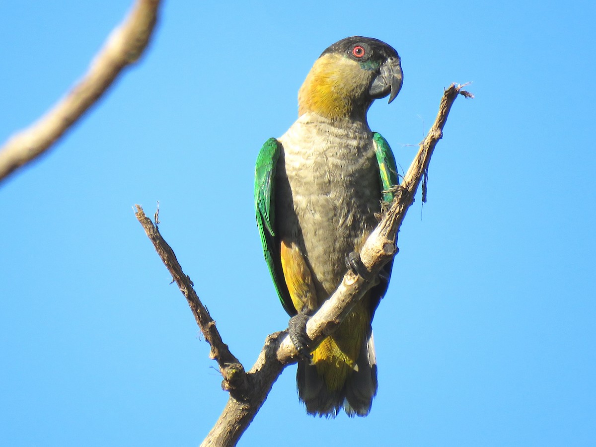 Black-headed Parrot - ML204123261