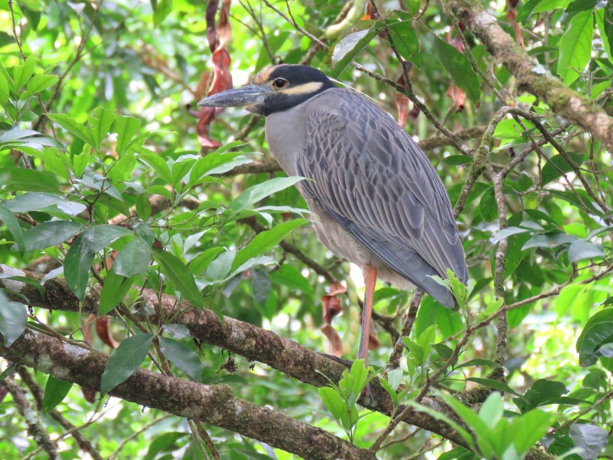 Yellow-crowned Night Heron - Thore Noernberg