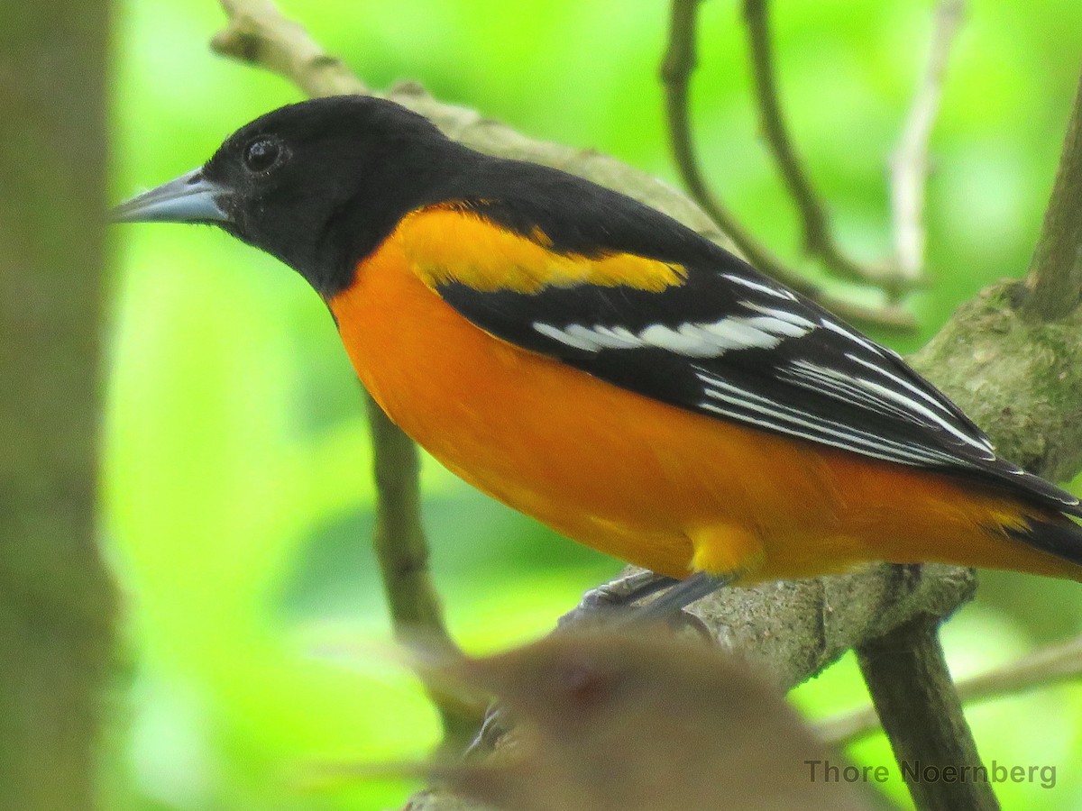 Baltimore Oriole - ML204123651