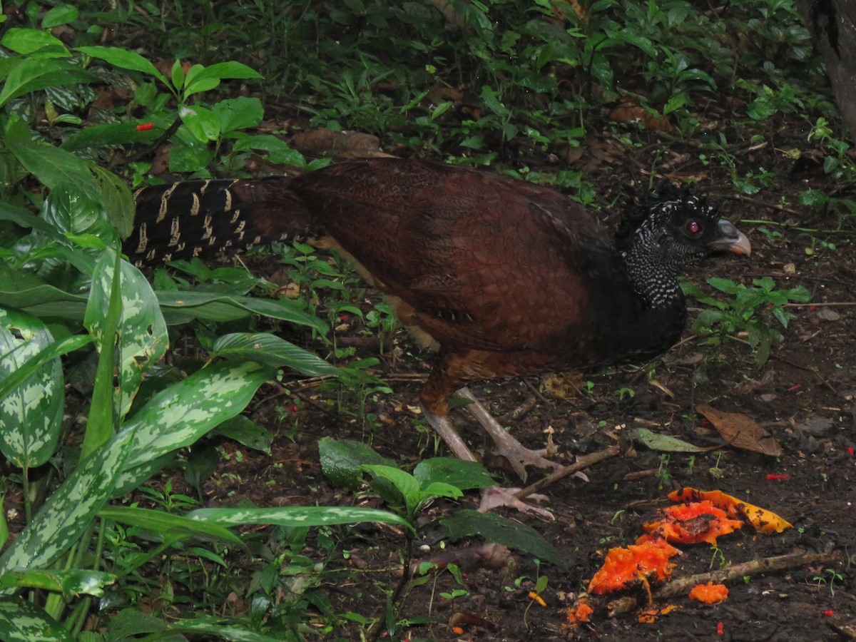 Great Curassow - ML204123821