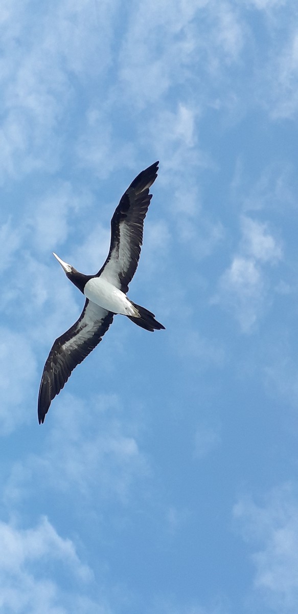 Brown Booby (Colombian) - ML204123941