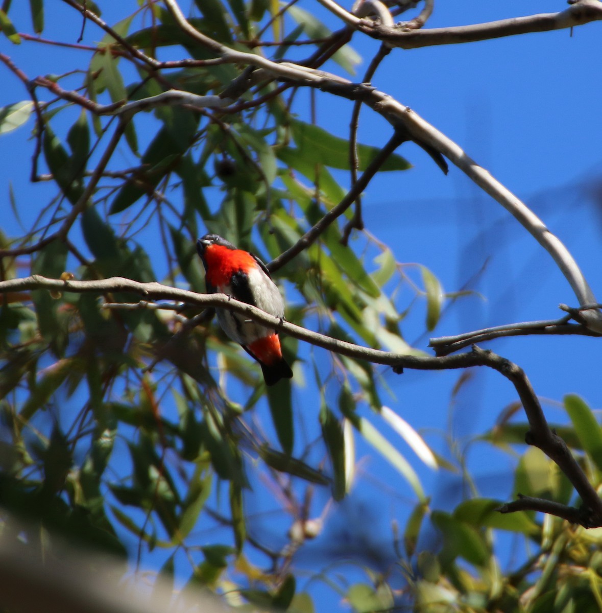 ヤドリギハナドリ - ML204124301