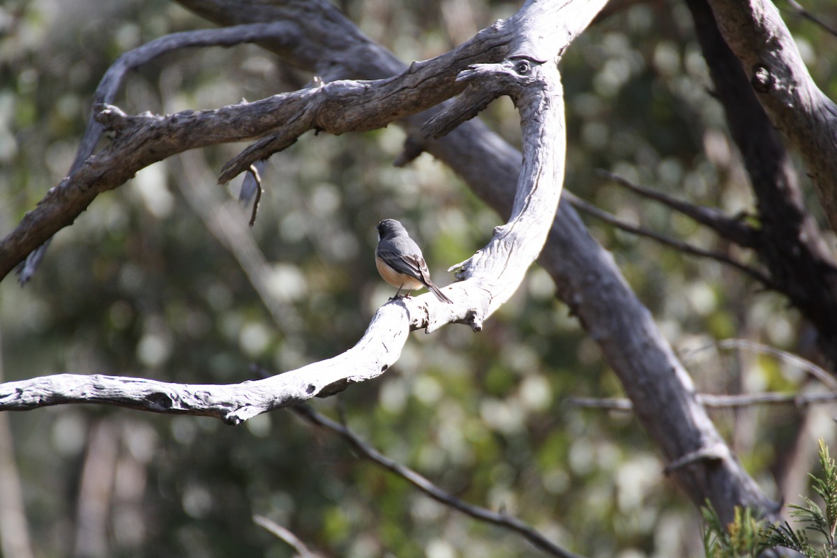 アカハラモズヒタキ - ML204124331