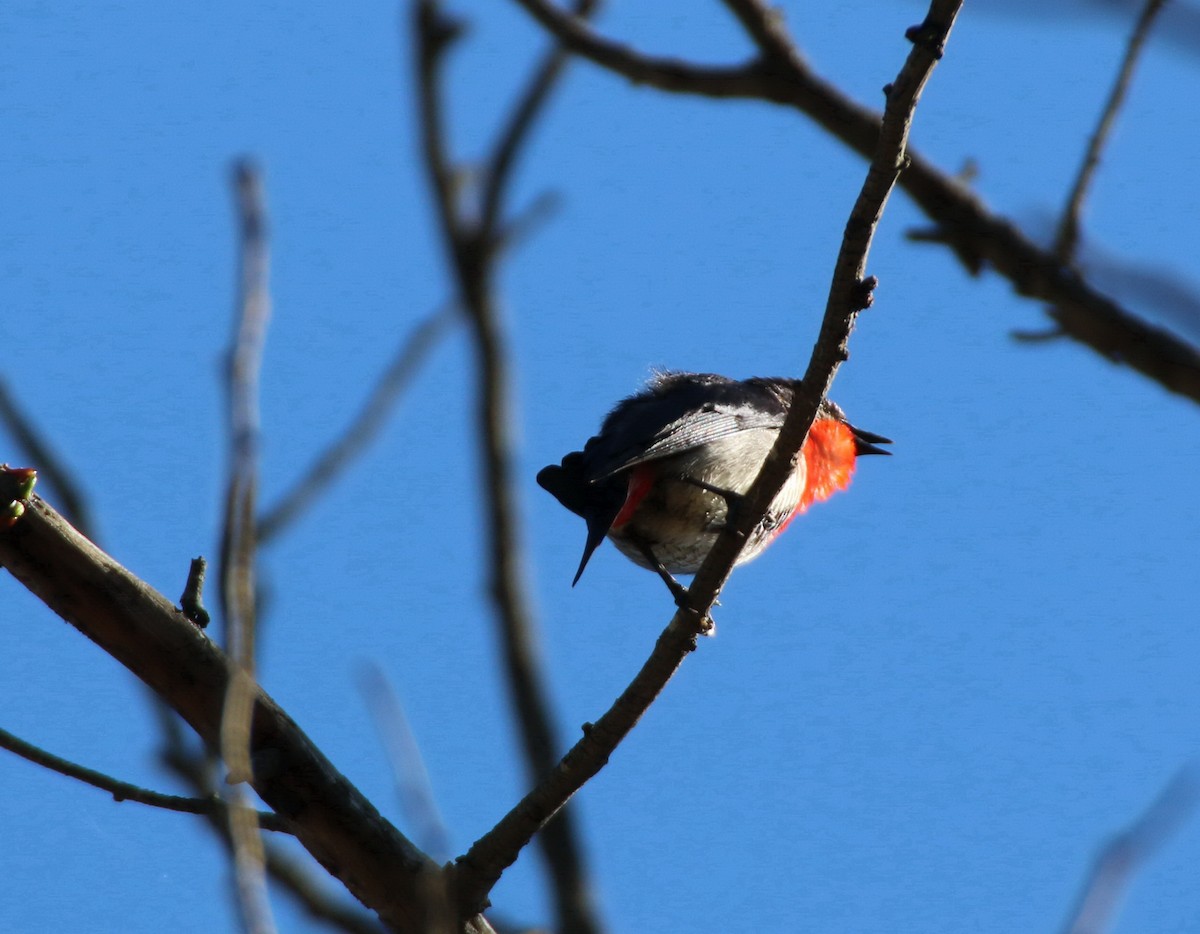 ヤドリギハナドリ - ML204124371