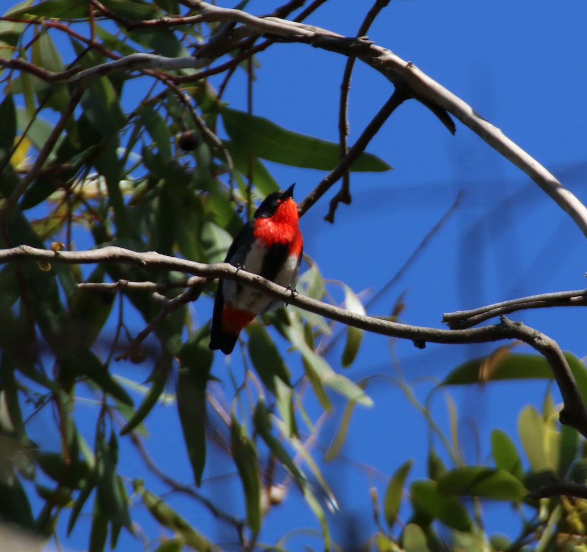 ヤドリギハナドリ - ML204124381