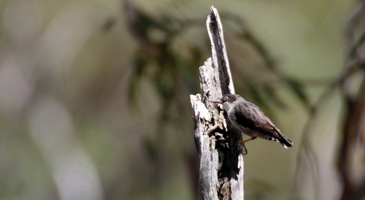 オーストラリアゴジュウカラ - ML204124411