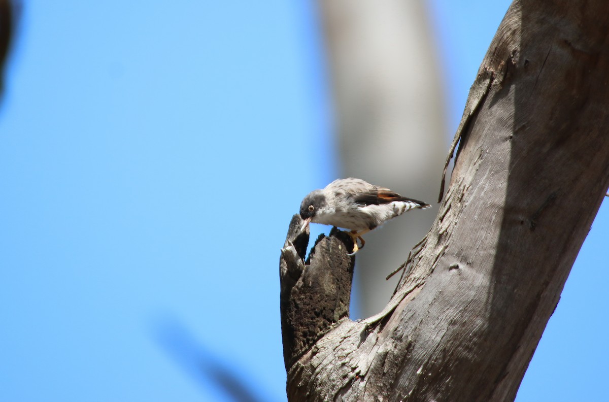 オーストラリアゴジュウカラ - ML204124421