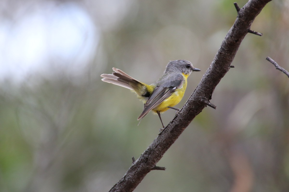 Eastern Yellow Robin - ML204124431