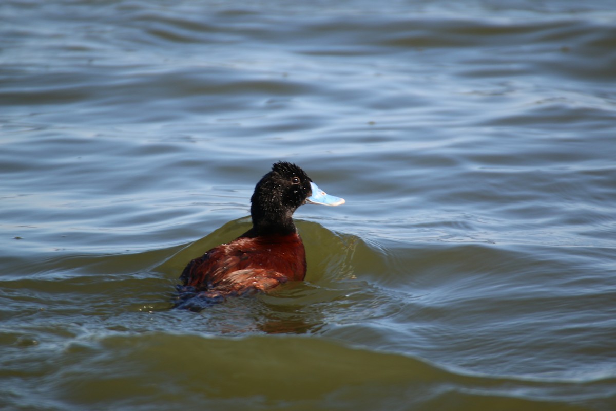 Blue-billed Duck - mark broomhall