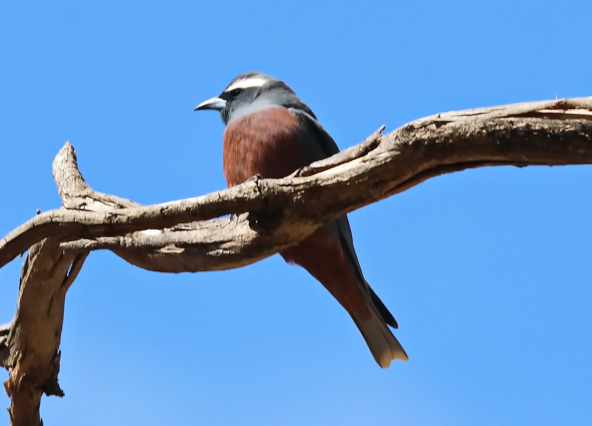 White-browed Woodswallow - ML204125161