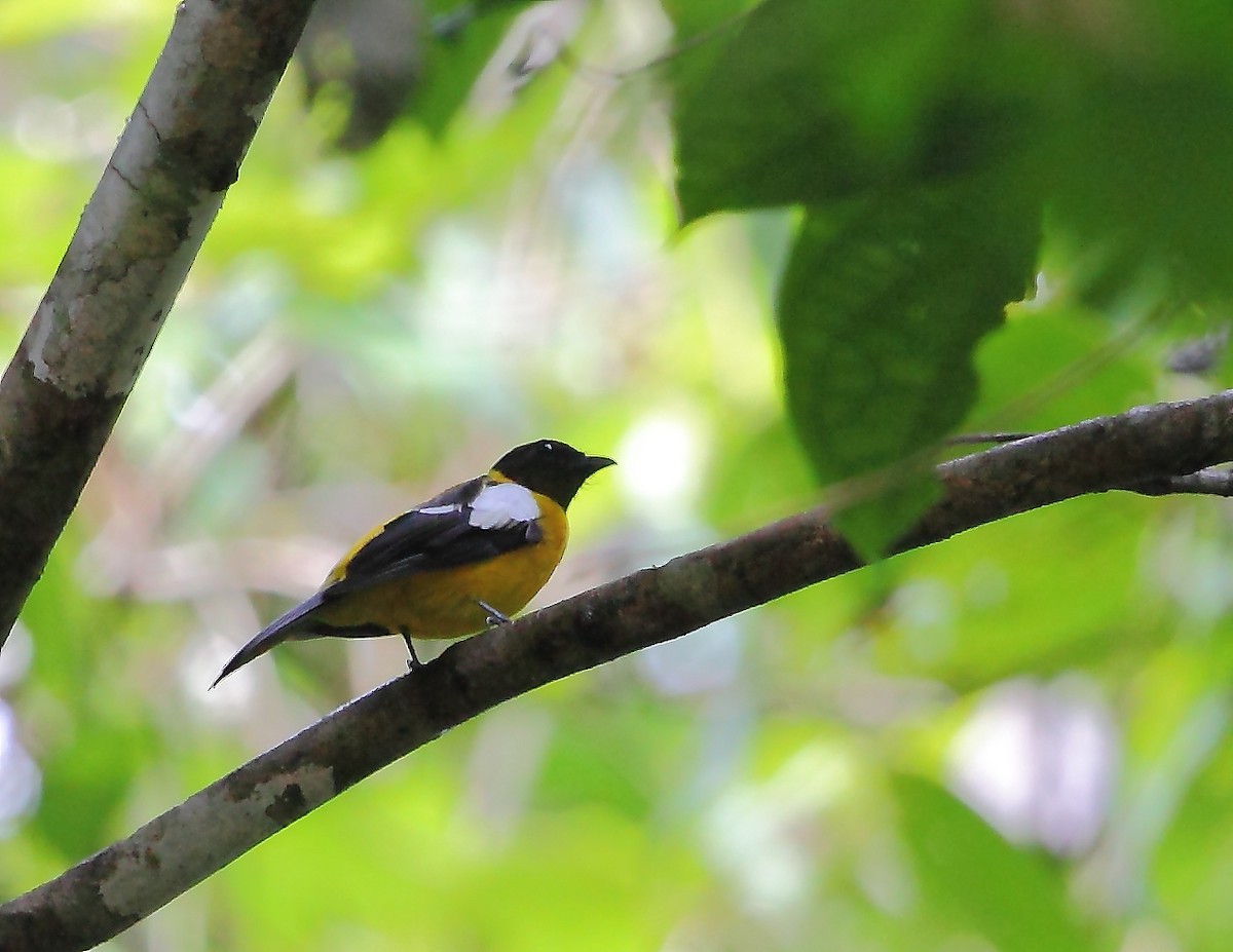 White-winged Shrike-Tanager - ML204125341