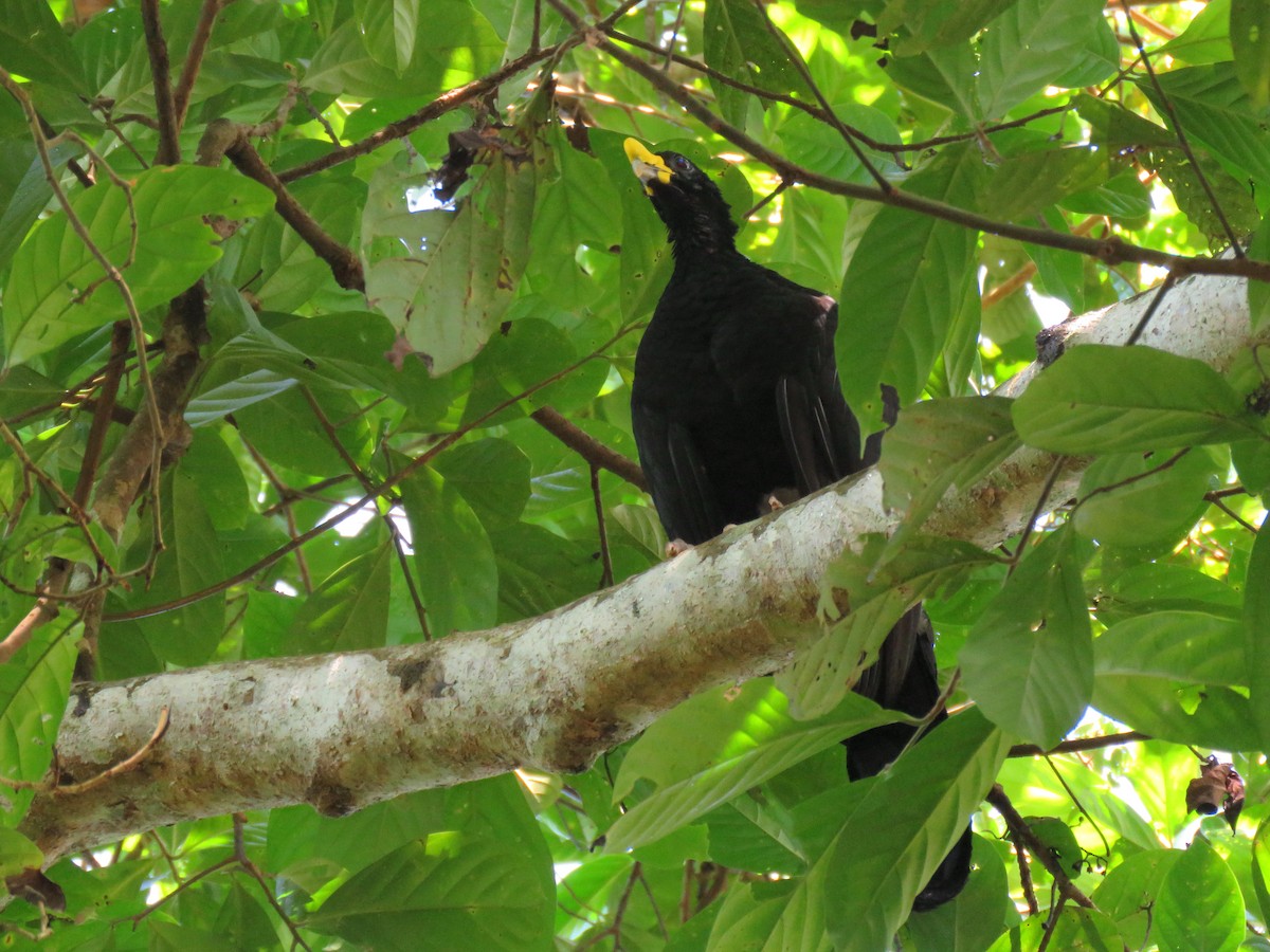 Great Curassow - ML204125451