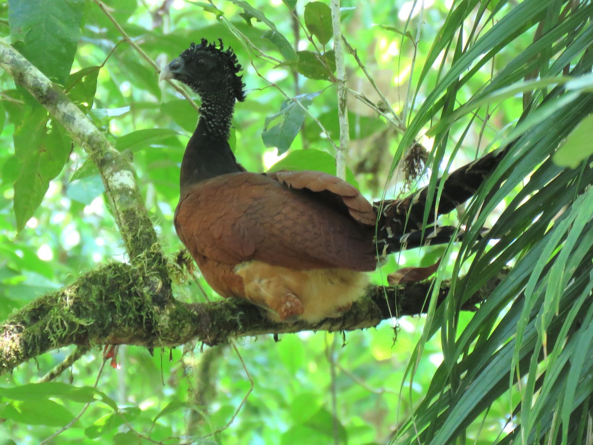 Great Curassow - ML204125461