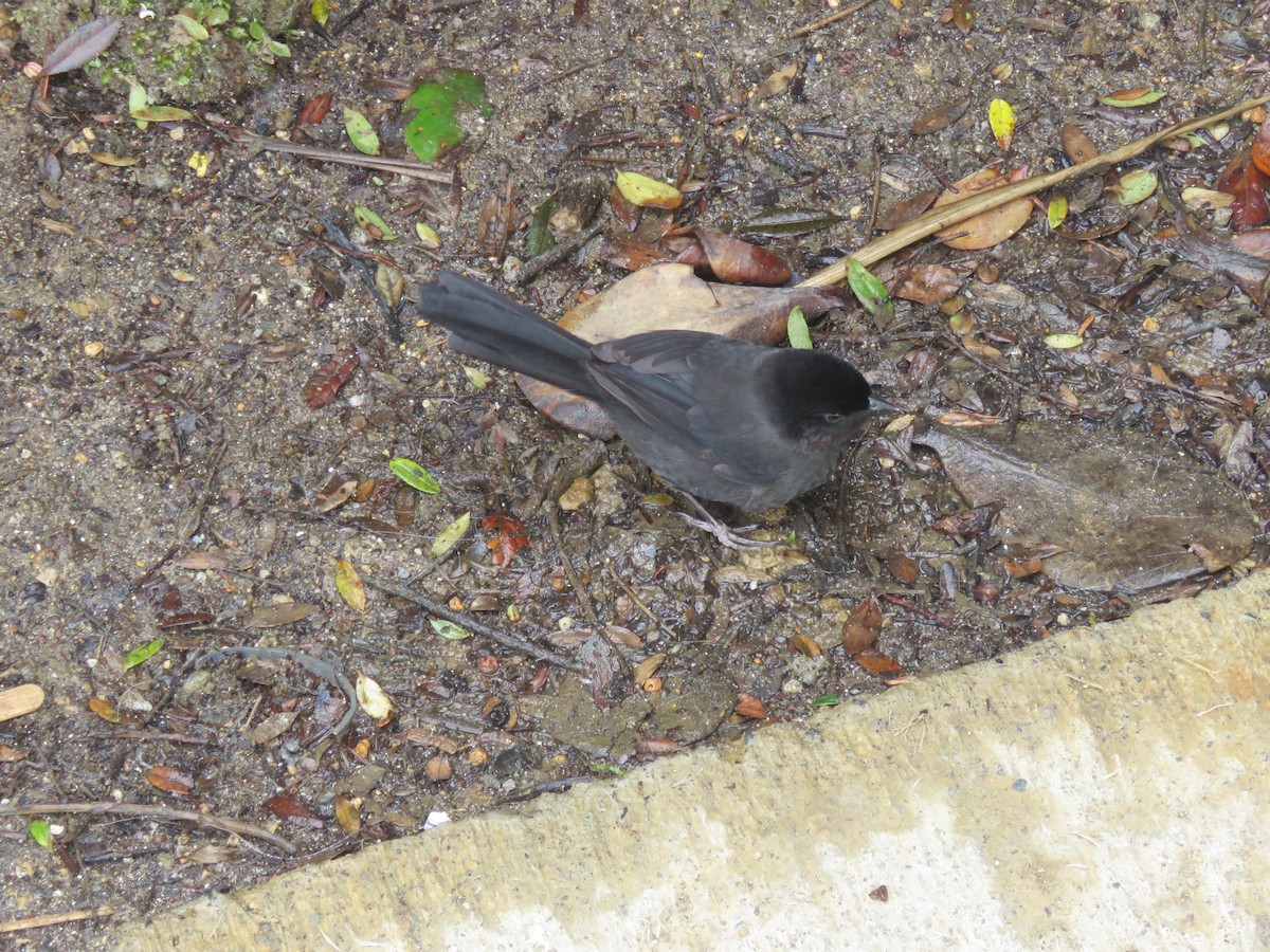 Yellow-thighed Brushfinch - ML204125791