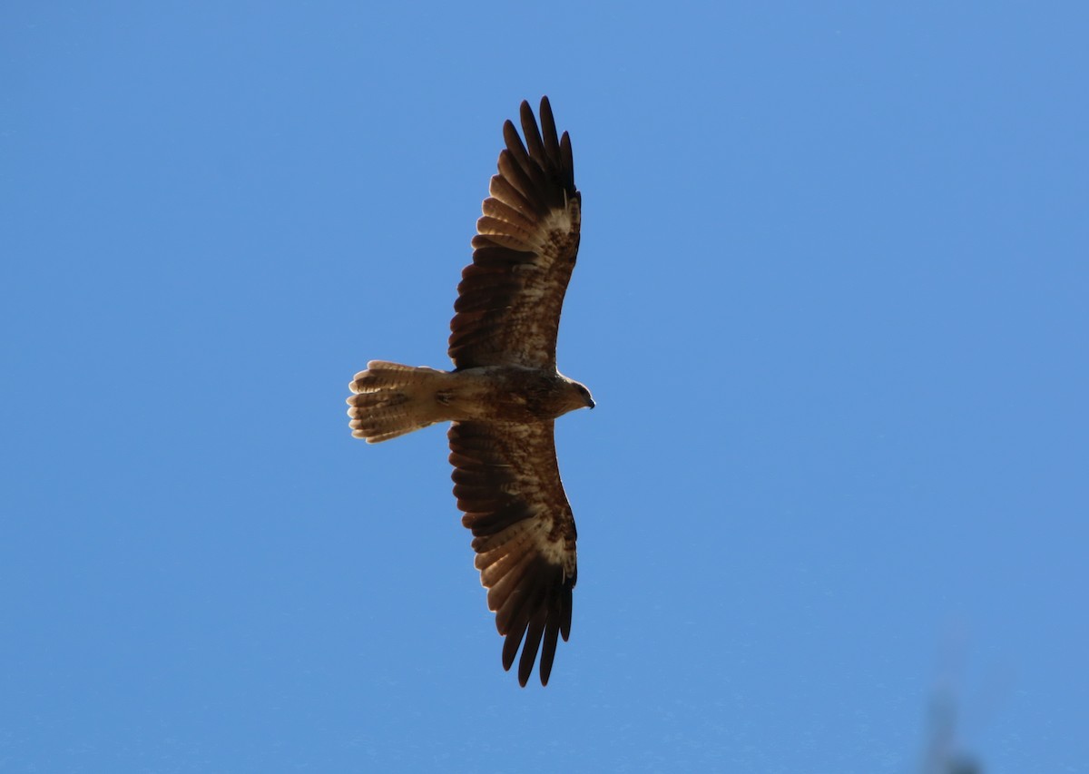 Whistling Kite - ML204126461