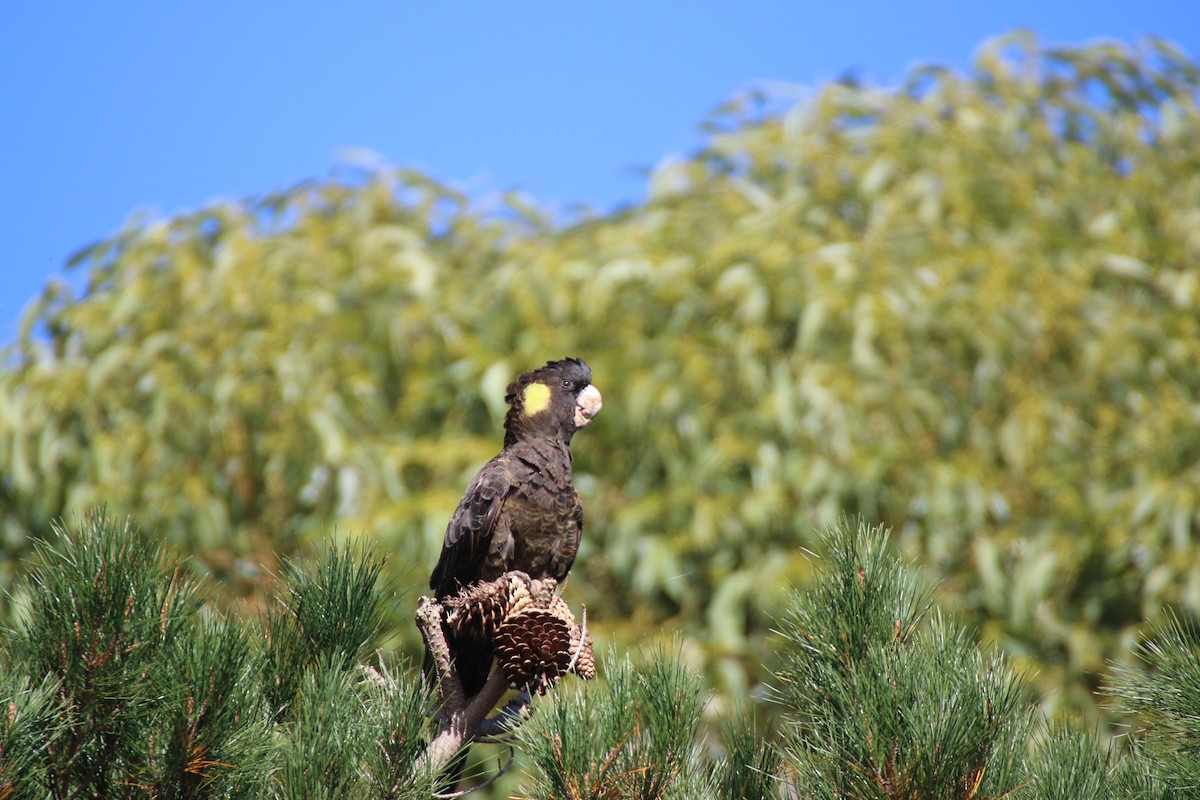 Yellow-tailed Black-Cockatoo - ML204126861