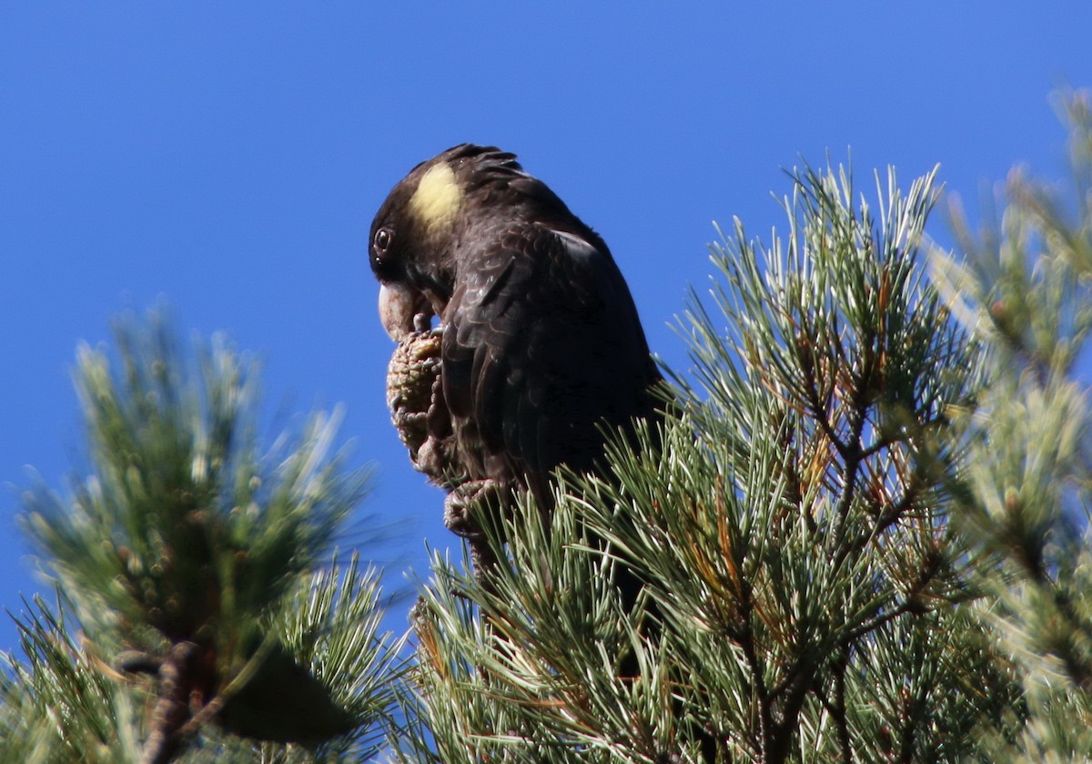 Cacatúa Fúnebre Coliamarilla - ML204126871