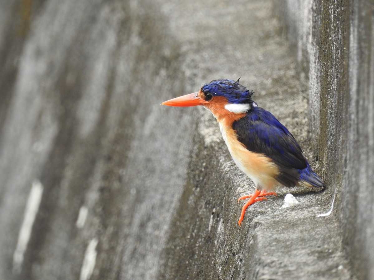 Malachite Kingfisher (Principe) - Christophe Balleron