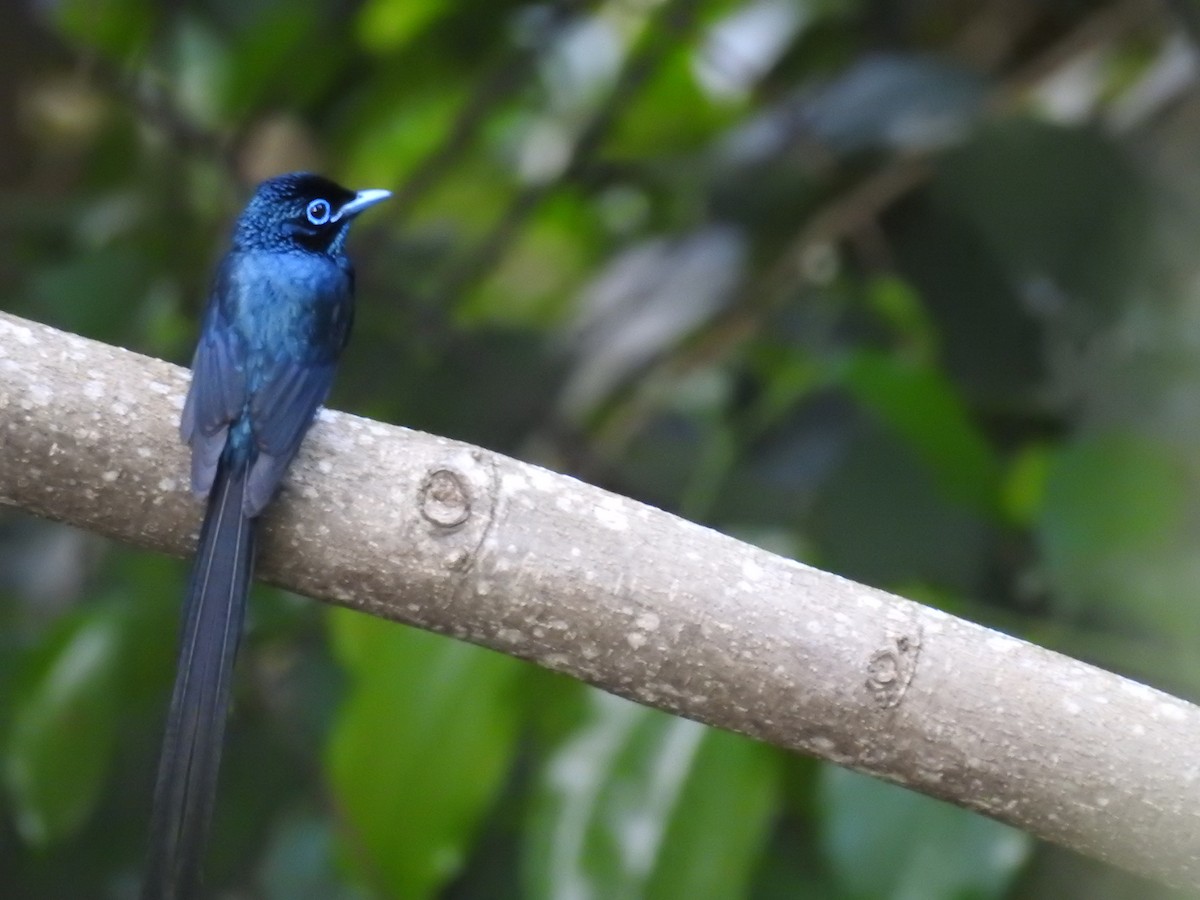 Sao Tome Paradise-Flycatcher - ML204127101