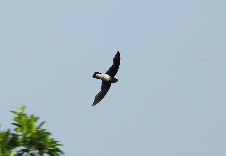 Sao Tome Spinetail - ML204127121