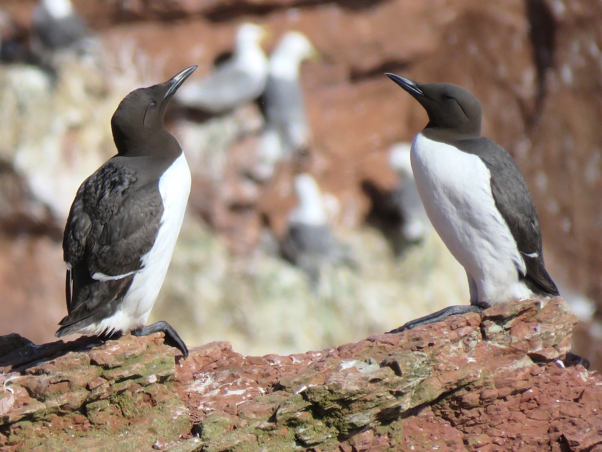 Common Murre - Thore Noernberg