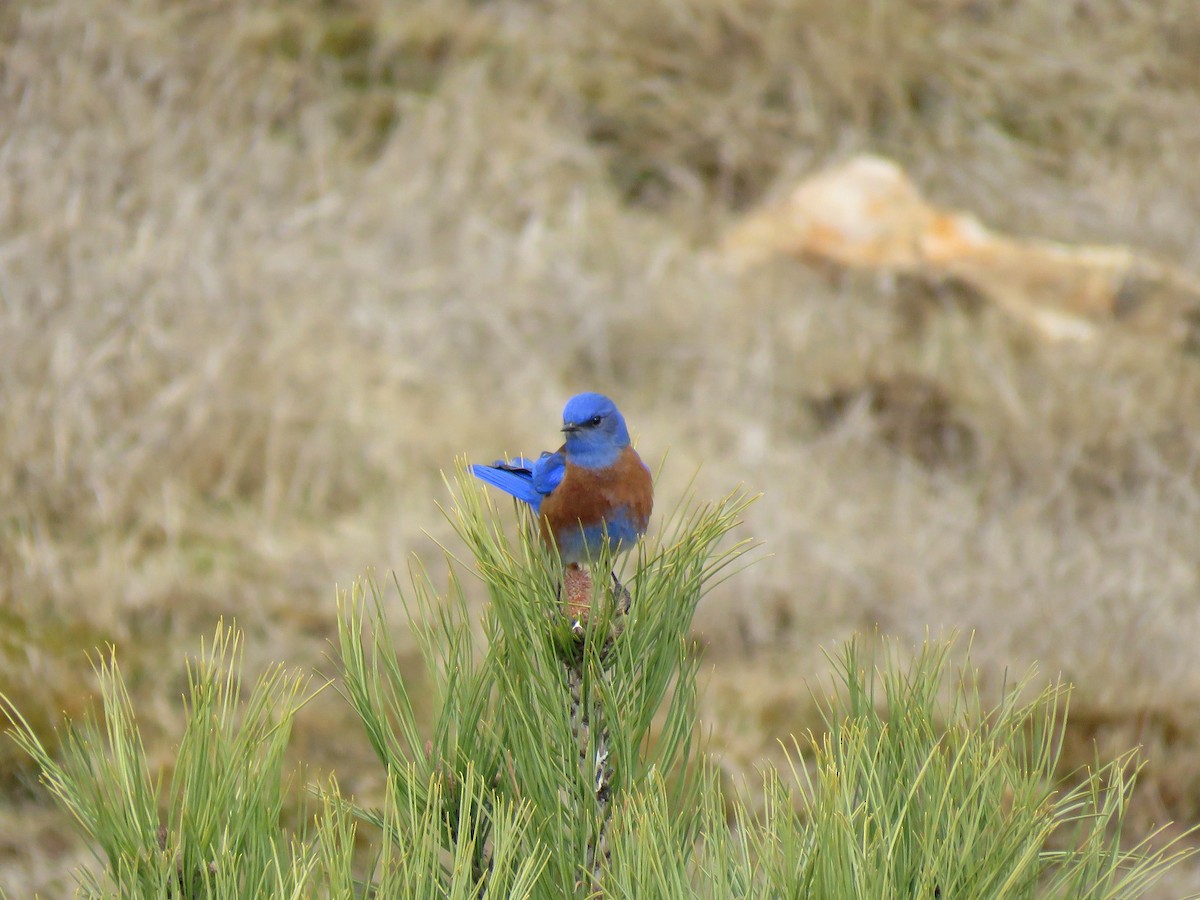 Western Bluebird - ML204128071