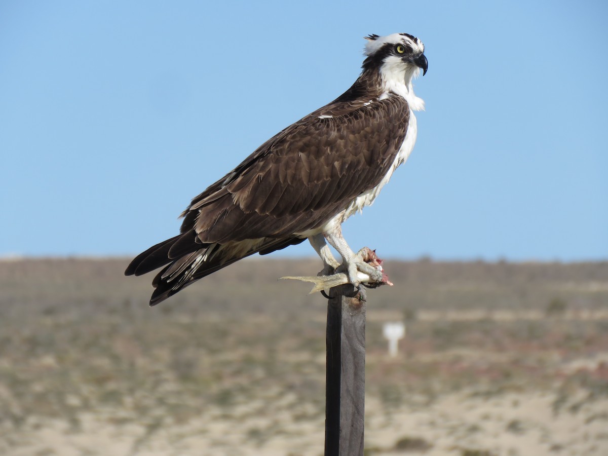 fiskeørn (carolinensis) - ML204128151