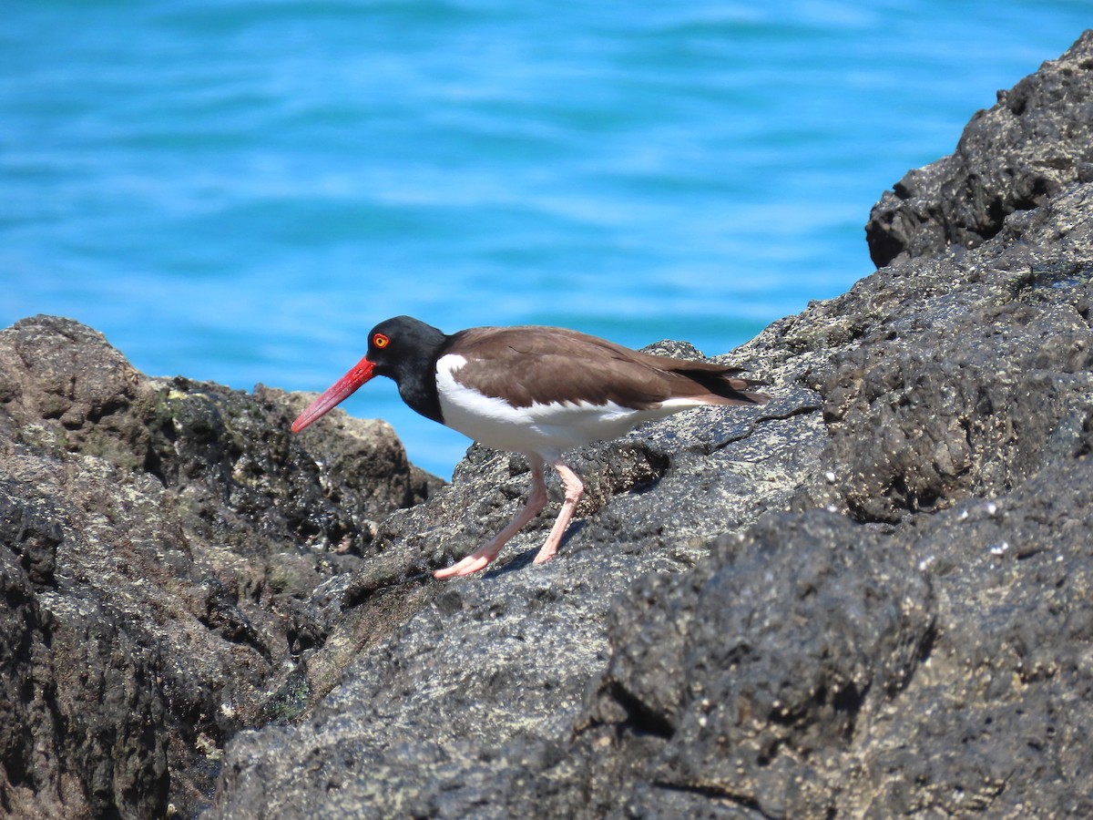 American Oystercatcher - Thore Noernberg