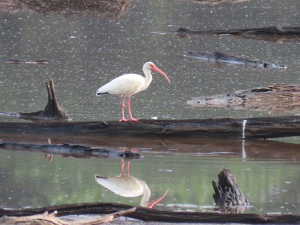 White Ibis - ML204128271