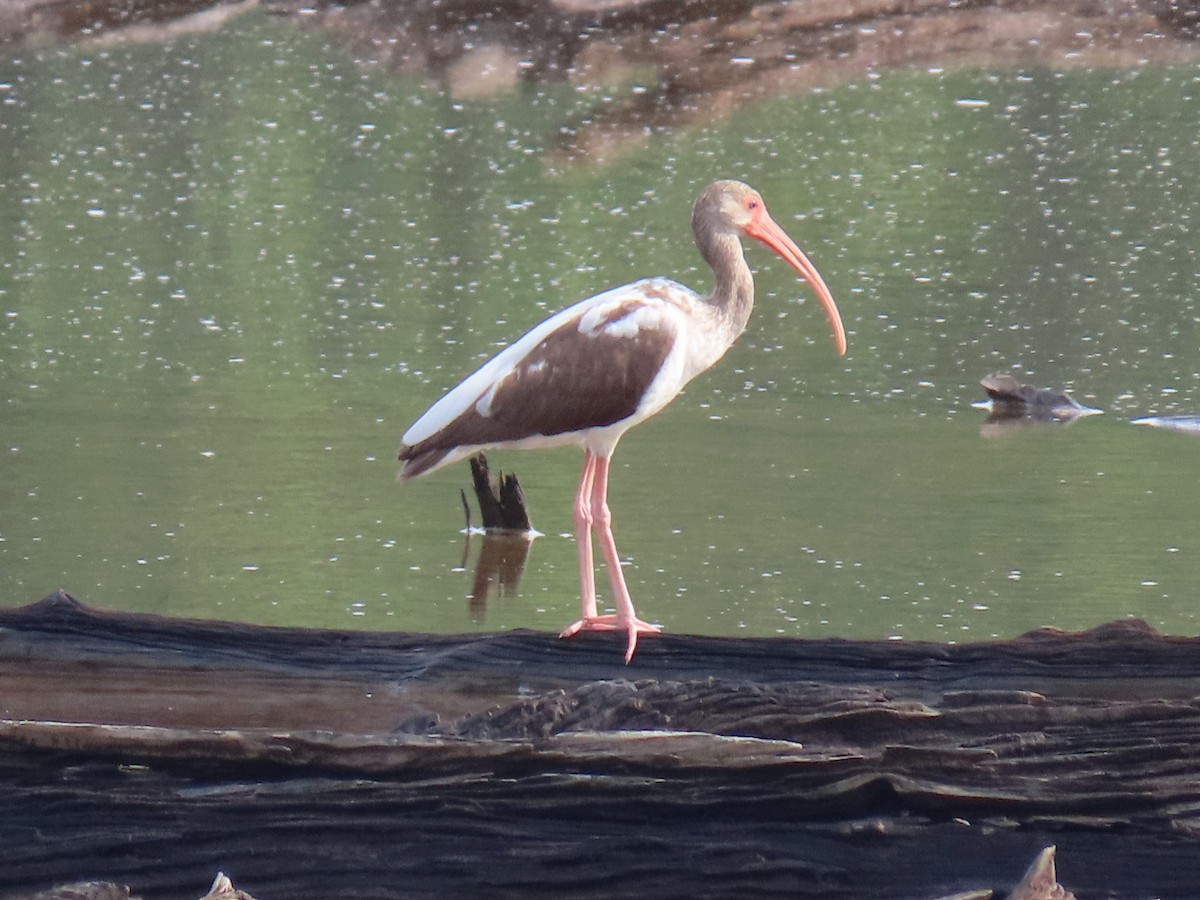 White Ibis - ML204128281