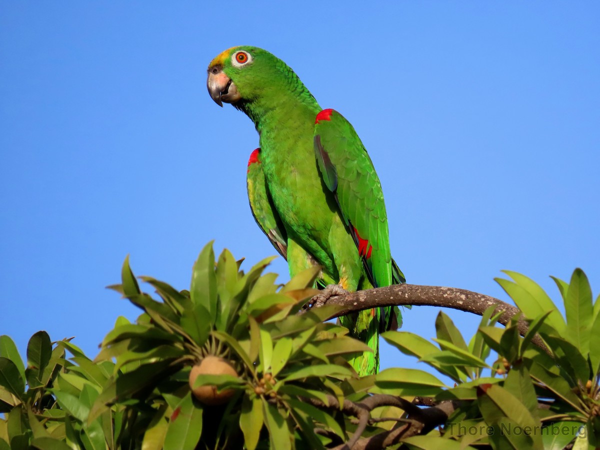Yellow-crowned Amazon - ML204128351