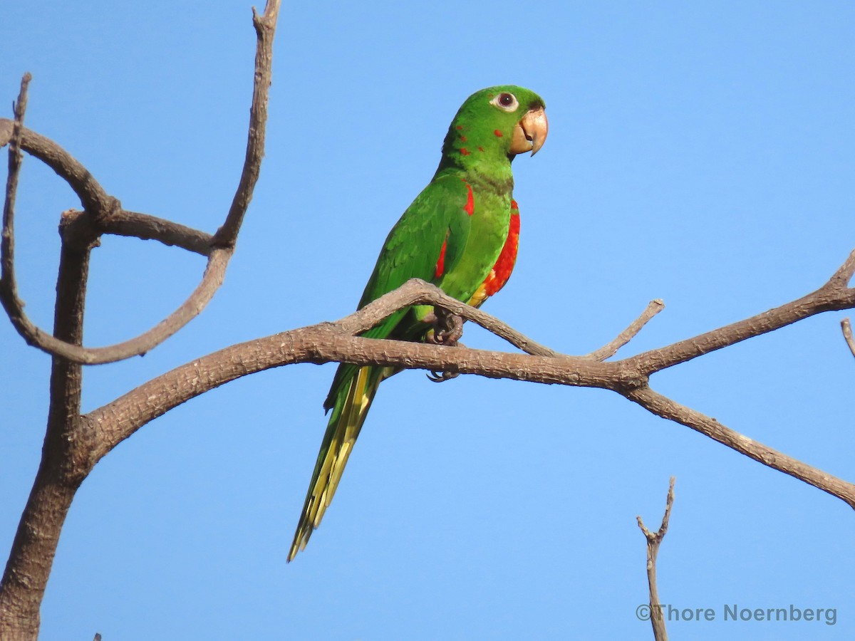 Conure pavouane - ML204128371