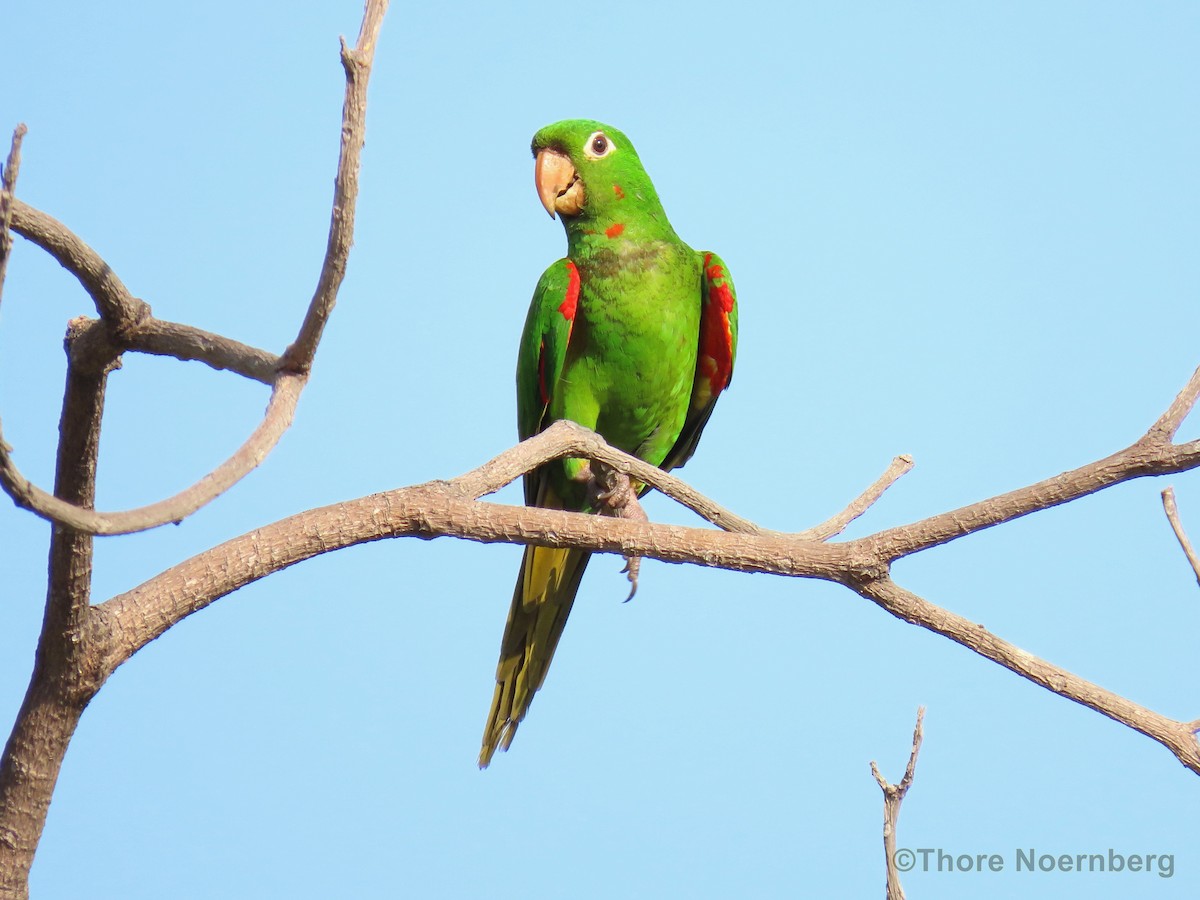 Conure pavouane - ML204128381