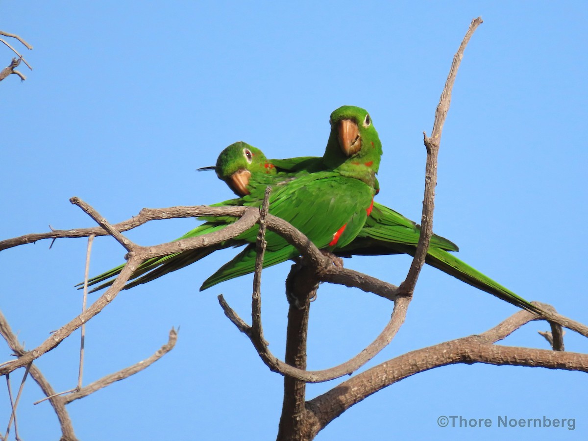 White-eyed Parakeet - Thore Noernberg