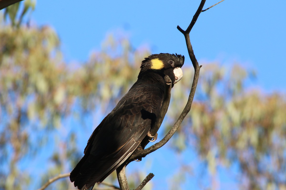 Cacatúa Fúnebre Coliamarilla - ML204128651