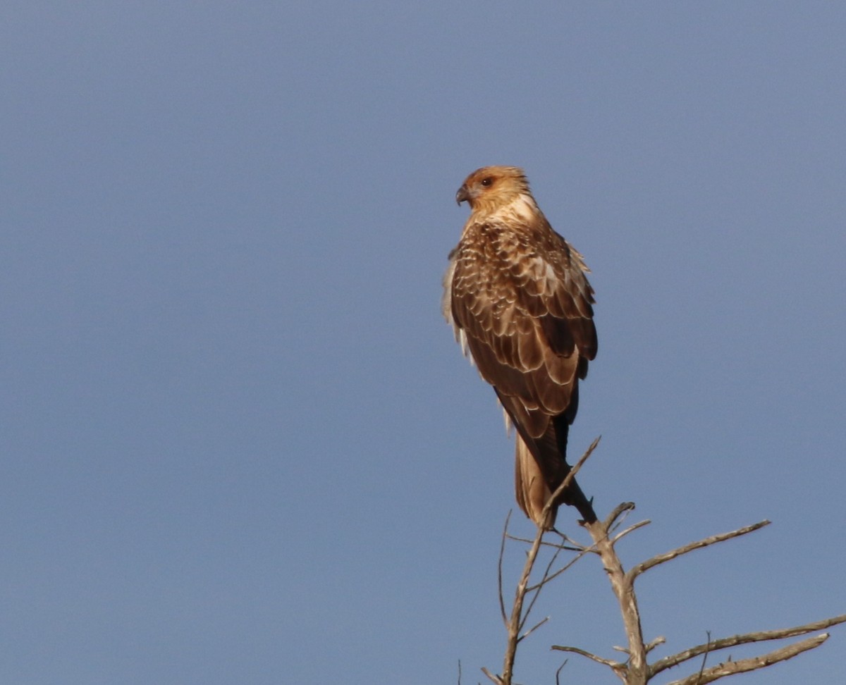 Whistling Kite - ML204128941