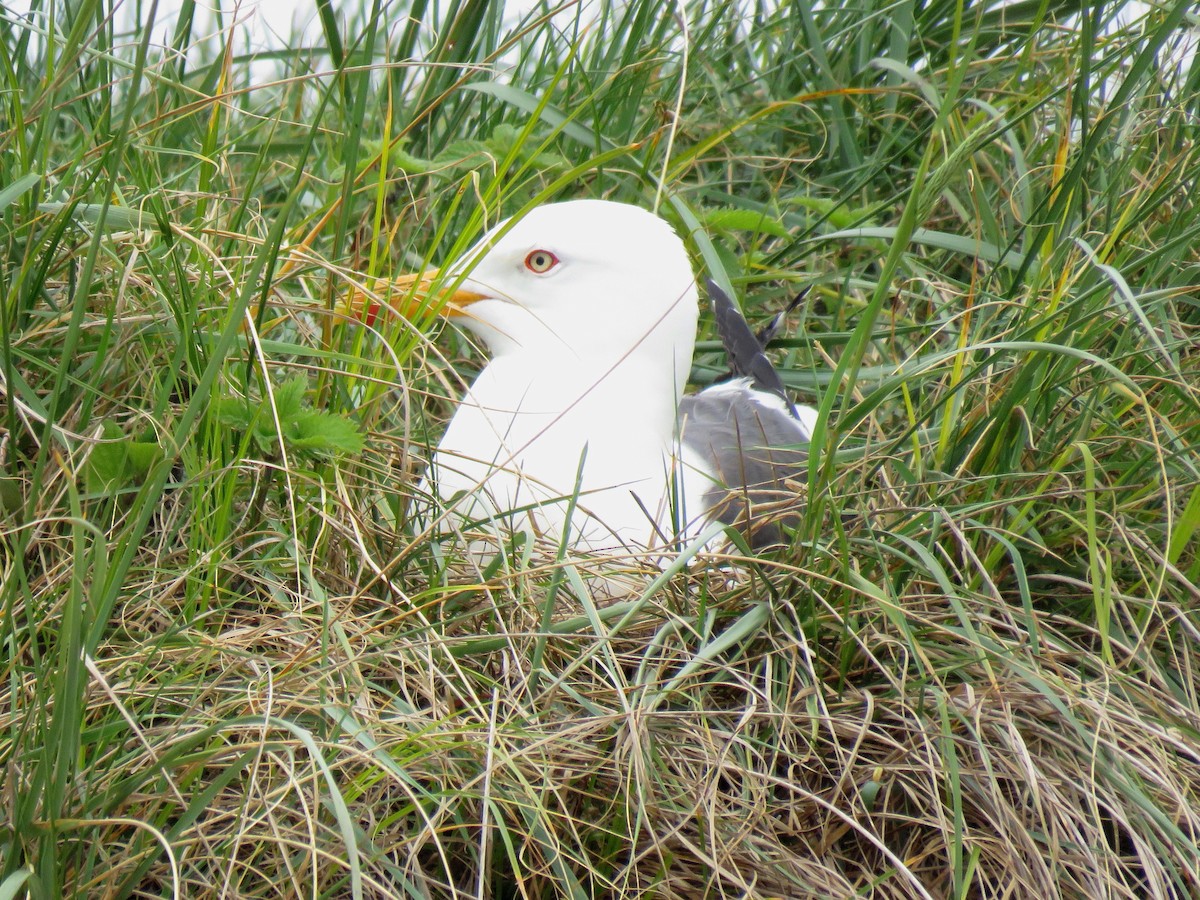 Lesser Black-backed Gull (intermedius) - Thore Noernberg