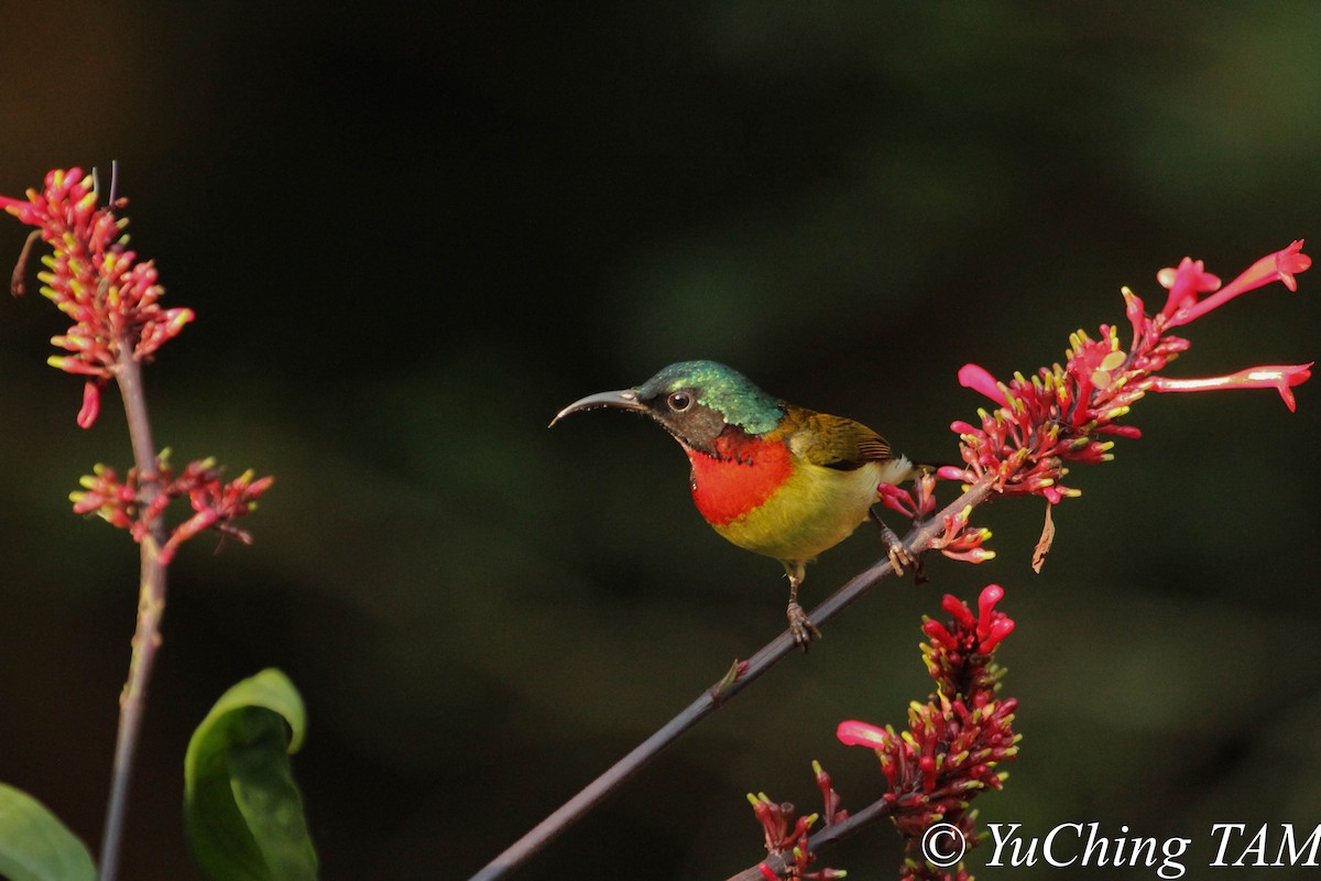 Fork-tailed Sunbird (Fork-tailed) - ML204130261
