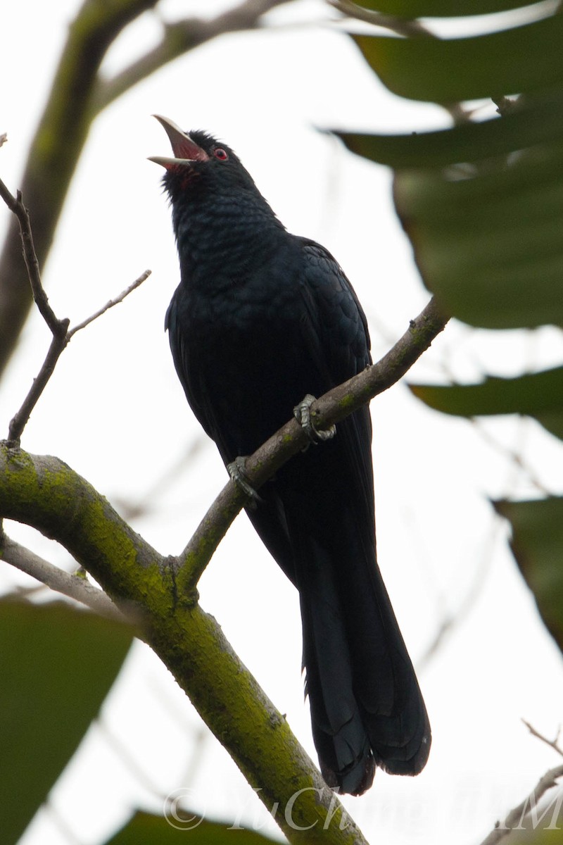 Asian Koel - Yu Ching Tam