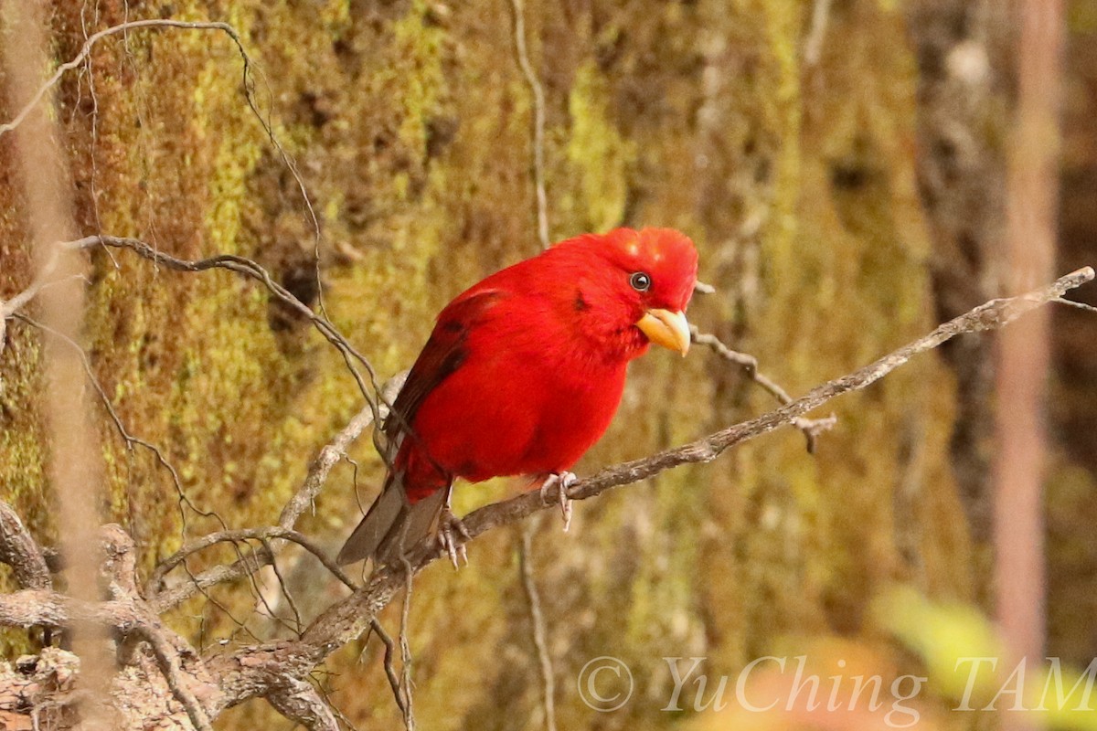 Scarlet Finch - ML204130301