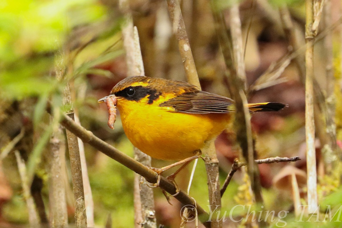 Golden Bush-Robin - ML204130311