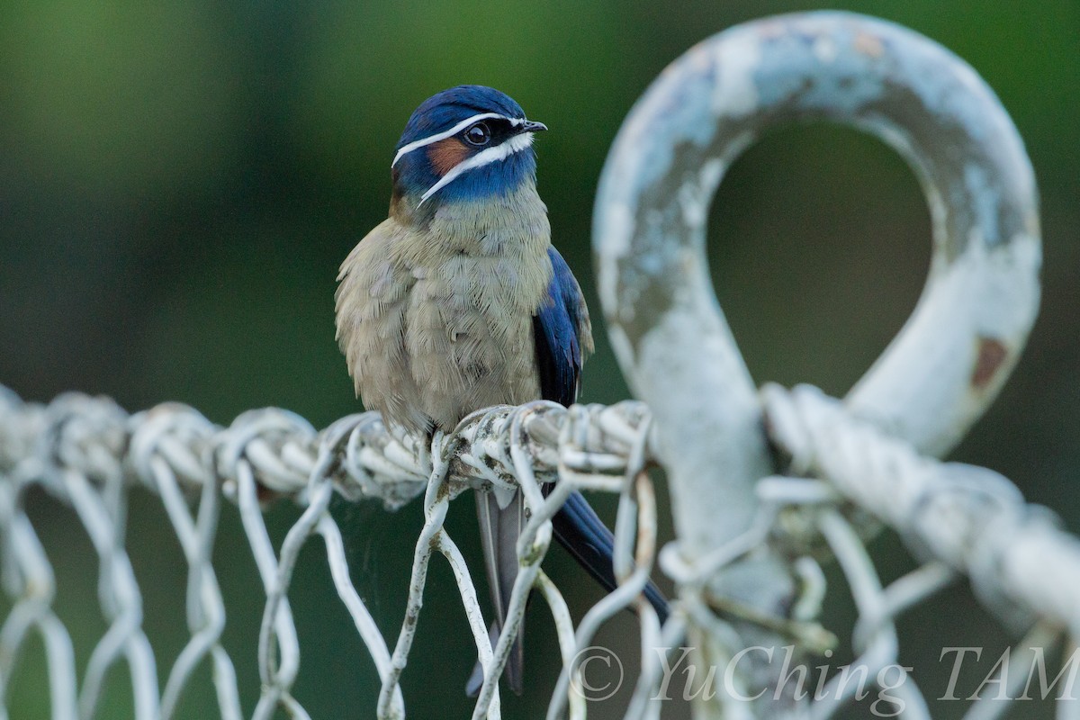 Whiskered Treeswift - ML204130341