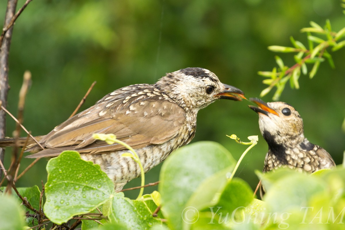 Regent Bowerbird - ML204130351