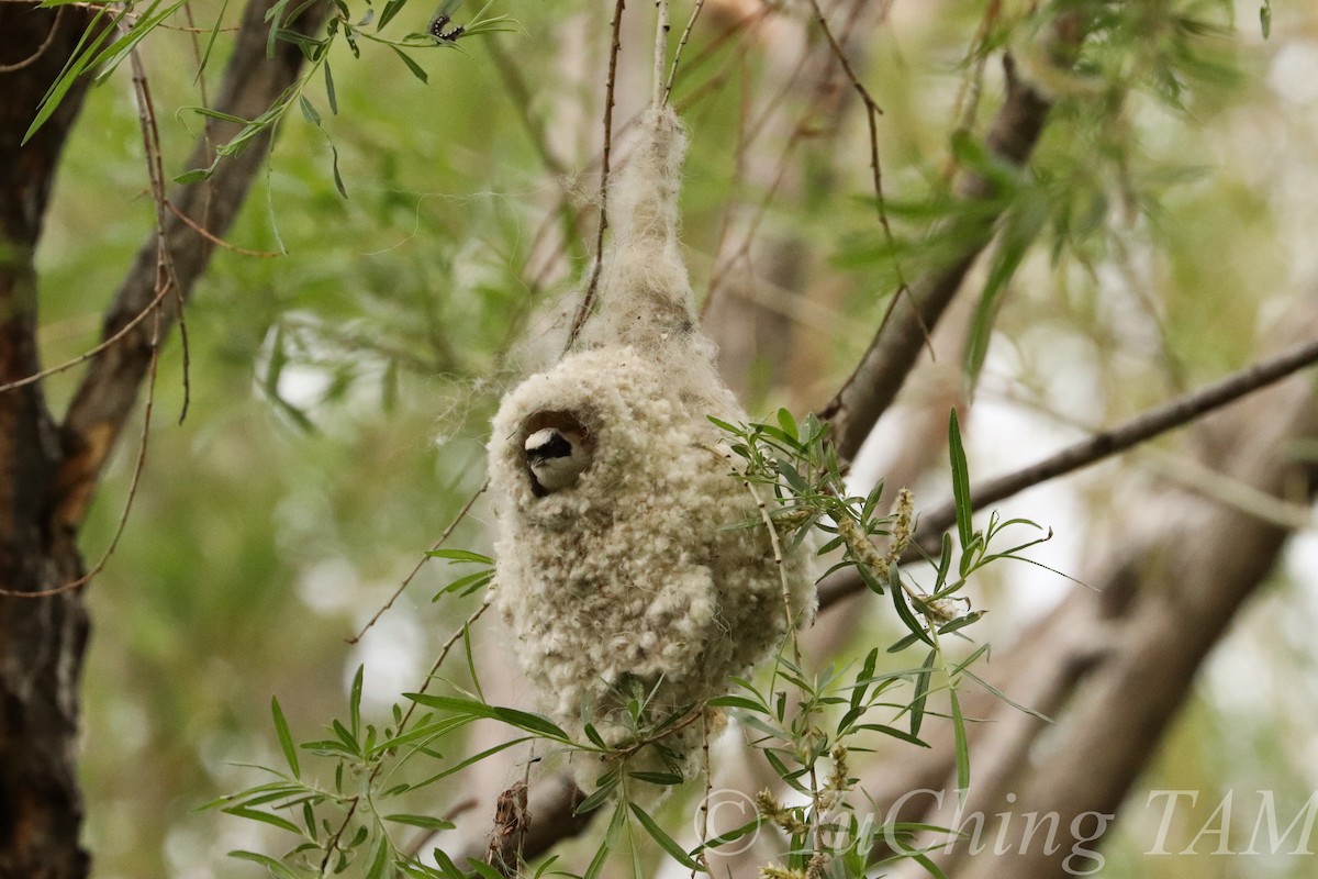 White-crowned Penduline-Tit - Yu Ching Tam