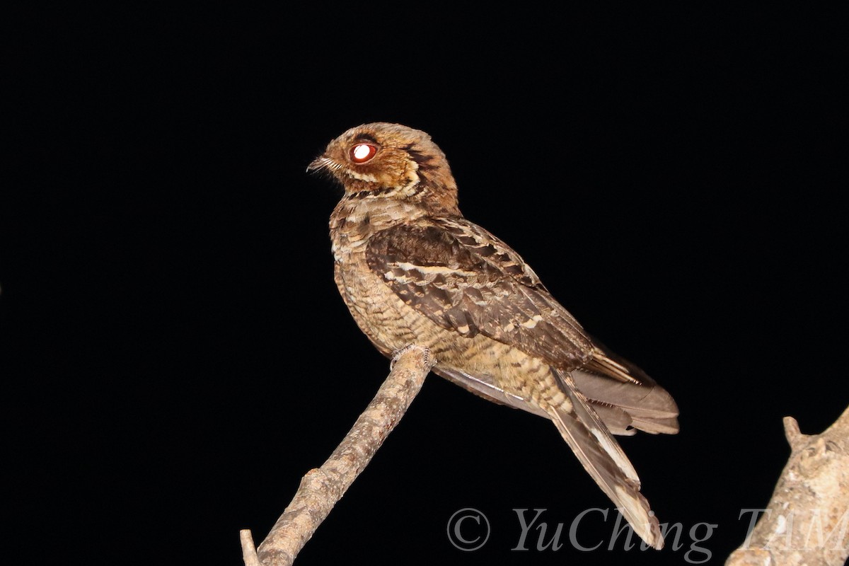 Jerdon's Nightjar - Yu Ching Tam