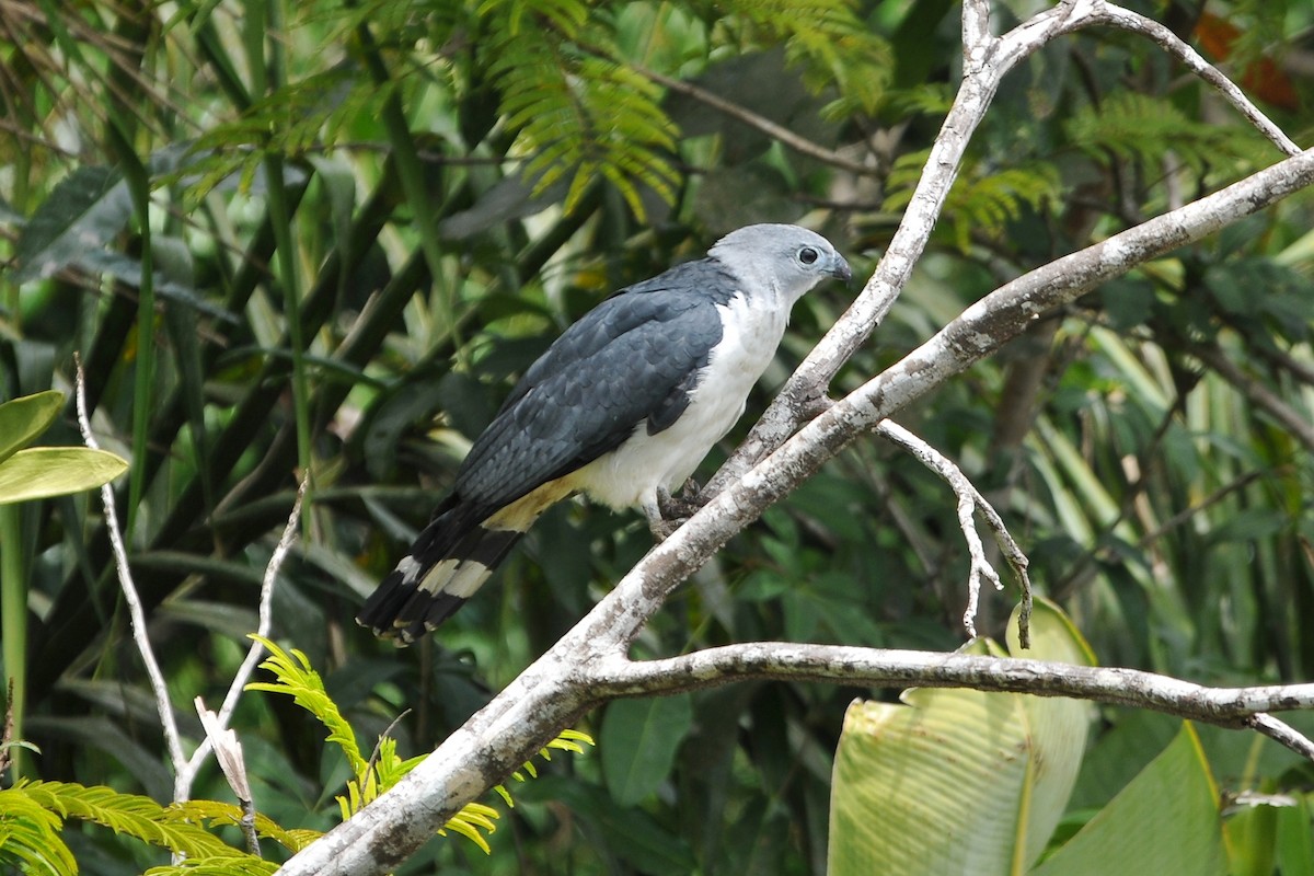 Gray-headed Kite - ML204130421