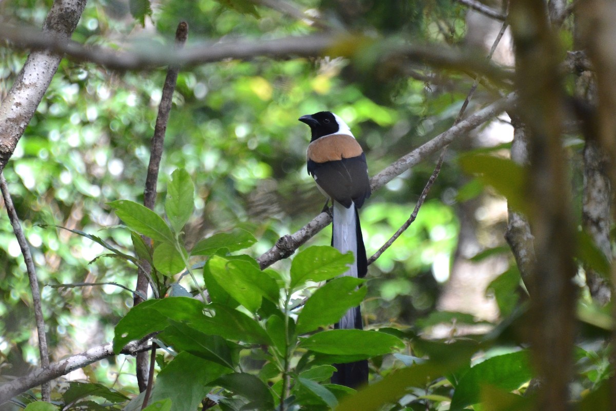 White-bellied Treepie - ML204130581